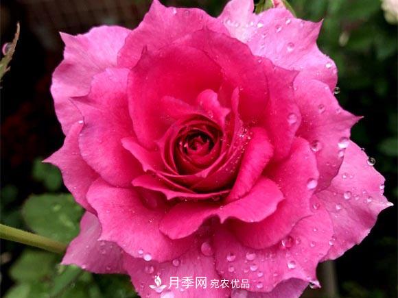 不香的月季沒有靈魂，適合陽臺的濃香微月，一朵滿室生香(圖5)