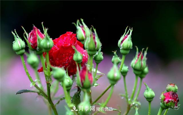 為什么要把月季的花苞都掐掉，修剪搭配施肥，10月有驚喜(圖2)