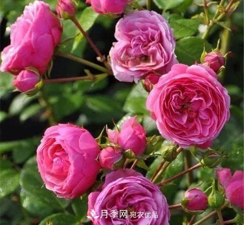 耐看的10種月季推薦：非常養(yǎng)眼，你養(yǎng)過幾種(圖6)