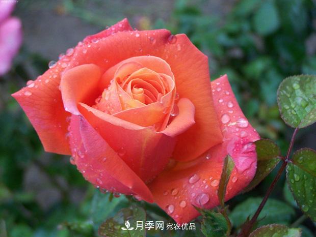 月季養(yǎng)花澆水的六個方法，七大禁忌！(圖1)
