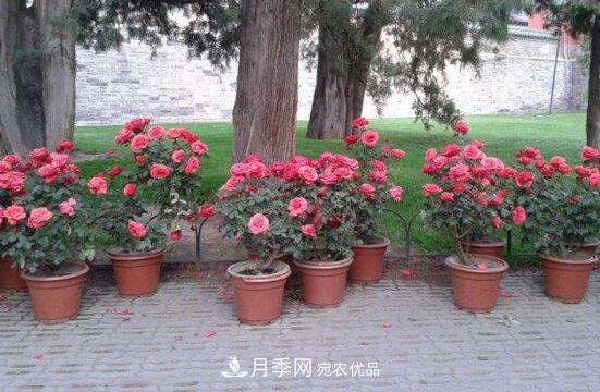 新買的月季花怎么盆栽，4個(gè)步驟養(yǎng)出嬌嫩美艷的月季花(圖2)