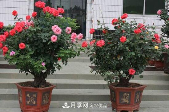 新買的月季花怎么盆栽，4個(gè)步驟養(yǎng)出嬌嫩美艷的月季花(圖1)
