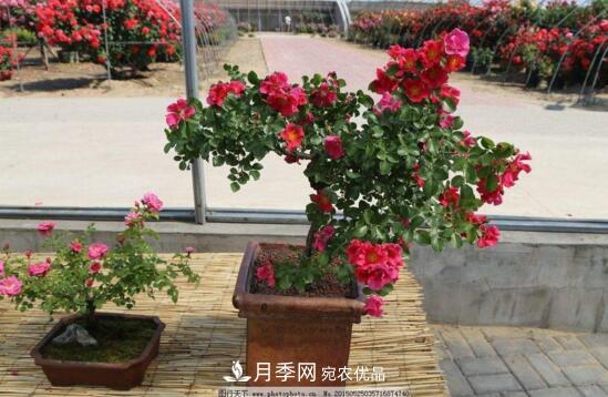 新買的月季花怎么盆栽，4個(gè)步驟養(yǎng)出嬌嫩美艷的月季花(圖3)