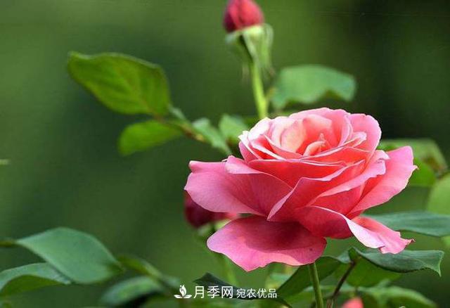月季花如何養(yǎng)護(hù)才能讓根系更發(fā)達(dá)(圖1)