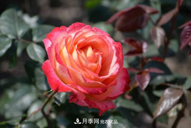 月季花如何養(yǎng)護(hù)才能讓根系更發(fā)達(dá)(圖2)