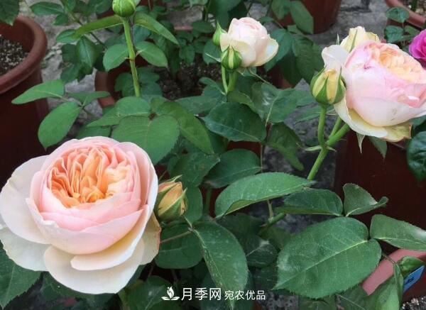 月季小苗要剪掉花苞嗎，如何多分枝(圖1)