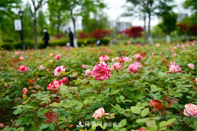 網(wǎng)購月季應該怎么種植？月季移栽后出現(xiàn)黃葉、枯萎是什么原因呢？(圖3)