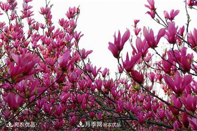 中國(guó)辛夷之鄉(xiāng)，帶你看看什么是南陽(yáng)南召辛夷花(圖1)