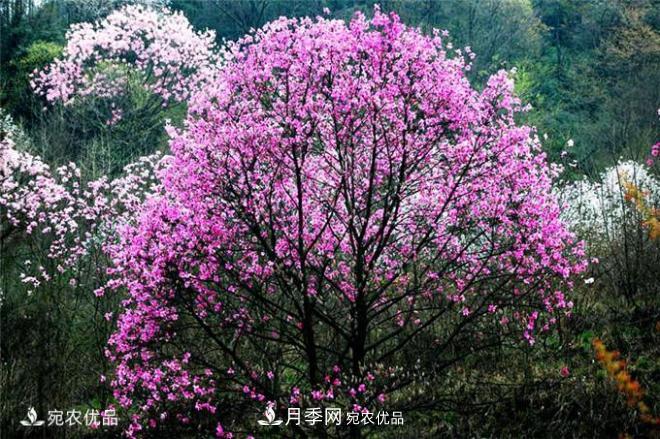 中國(guó)辛夷之鄉(xiāng)，帶你看看什么是南陽(yáng)南召辛夷花(圖2)