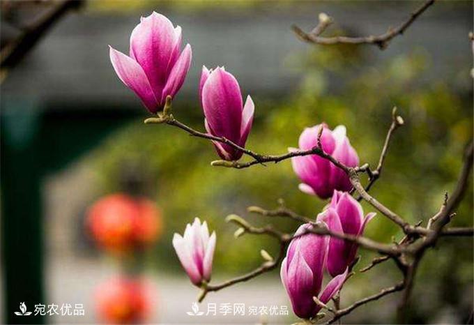 中國(guó)辛夷之鄉(xiāng)，帶你看看什么是南陽(yáng)南召辛夷花(圖3)