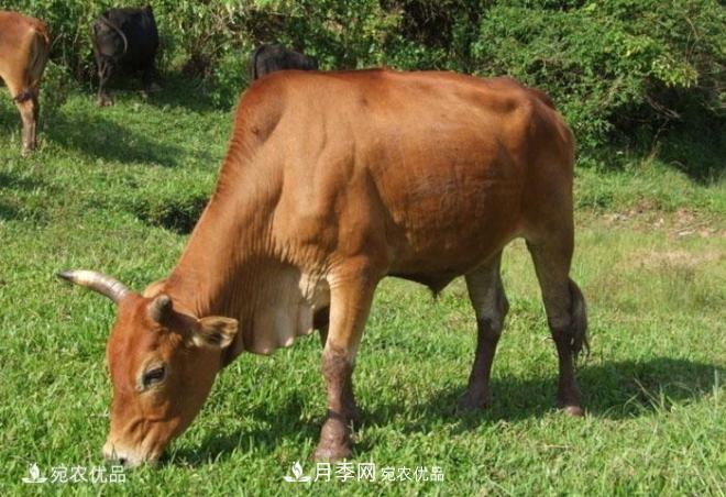 南陽黃牛，中國地理標(biāo)志保護(hù)農(nóng)產(chǎn)品(圖2)