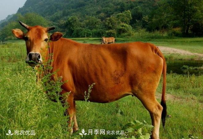 南陽黃牛，中國地理標(biāo)志保護(hù)農(nóng)產(chǎn)品(圖1)