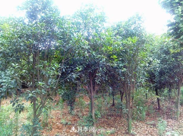 桂花樹(shù)***適宜采用這兩種方法繁殖，易操作，成活率高(圖1)