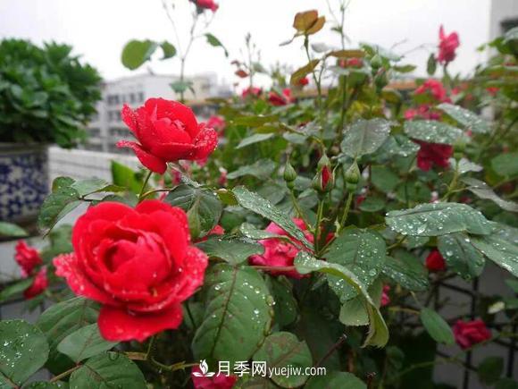 月季，十月那一團(tuán)紅色的夢(mèng)(圖1)