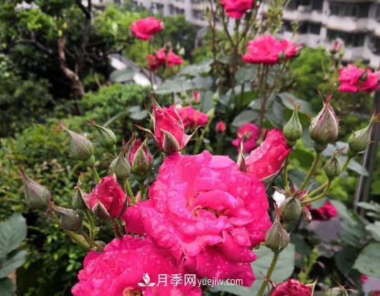 月季，十月那一團(tuán)紅色的夢(mèng)(圖2)