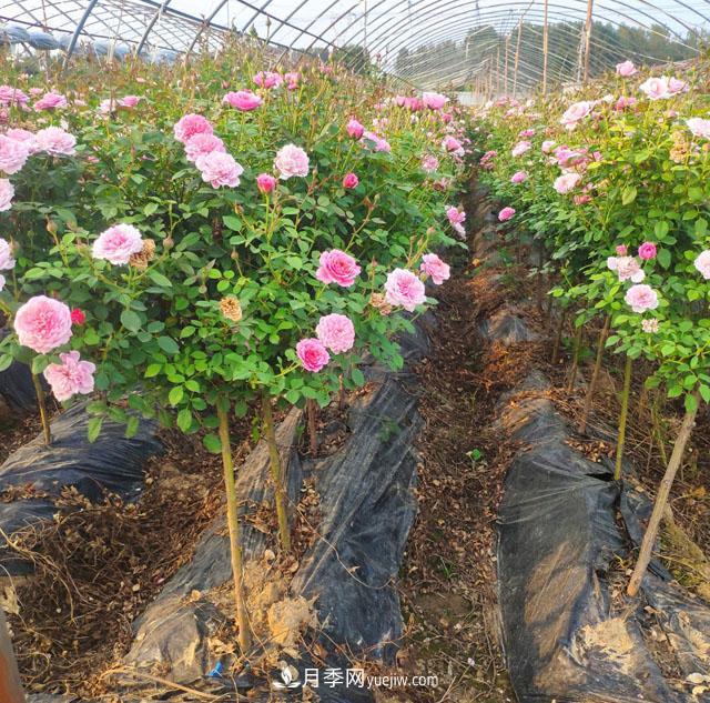 棒棒糖月季這么漂亮，南陽月季花農(nóng)是如何嫁接出來的？(圖1)