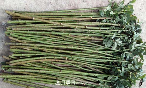 棒棒糖月季這么漂亮，南陽月季花農(nóng)是如何嫁接出來的？(圖2)