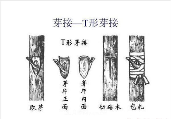 棒棒糖月季這么漂亮，南陽月季花農(nóng)是如何嫁接出來的？(圖3)