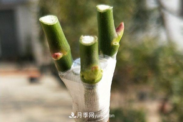 棒棒糖月季這么漂亮，南陽月季花農(nóng)是如何嫁接出來的？(圖4)