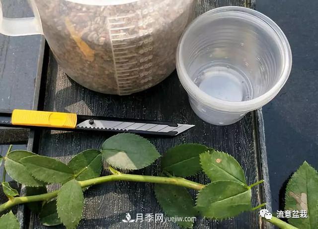 月季秋插方法很簡(jiǎn)單，做好這幾步，生根快，成活率95%以上(圖2)