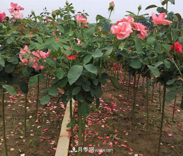 嫁接月季有哪些優(yōu)勢？用什么做砧木嫁接月季樹成活率更高？(圖1)