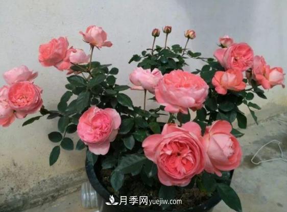 月季修剪有講究，冬季月季修剪技巧(圖1)