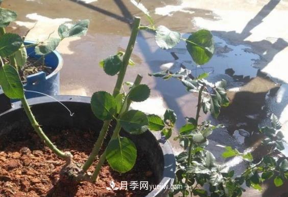 月季修剪有講究，冬季月季修剪技巧(圖2)