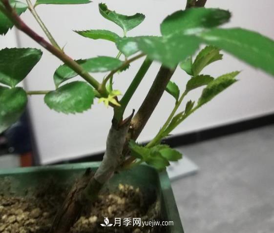 根接月季是迅速擴繁的一個好方法(圖1)