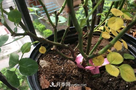 月季為什么掉葉子發(fā)黃，施加生肥遭受病蟲害(圖1)