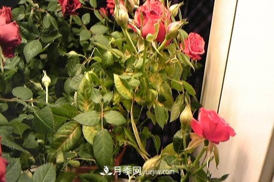 月季為什么掉葉子發(fā)黃，施加生肥遭受病蟲害(圖2)