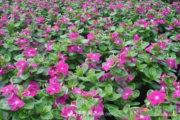 一年四季盛開(kāi)的花是什么花？盤(pán)點(diǎn)十種四季都開(kāi)花的花(圖3)