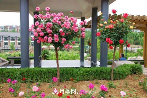 用野生薔薇嫁接灌木月季，能不能養(yǎng)成樹狀月季？(圖1)