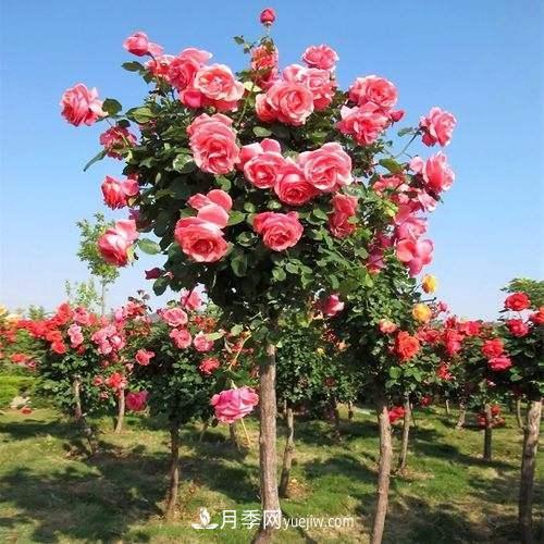 用野生薔薇嫁接灌木月季，能不能養(yǎng)成樹狀月季？(圖3)