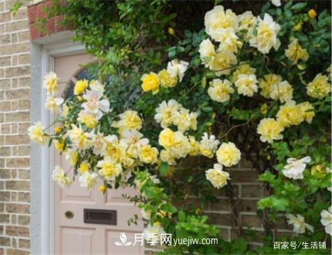 “***貴”的月季花，花朵大，顏色鮮艷，花香宜人(圖4)