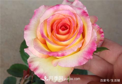 “***貴”的月季花，花朵大，顏色鮮艷，花香宜人(圖1)