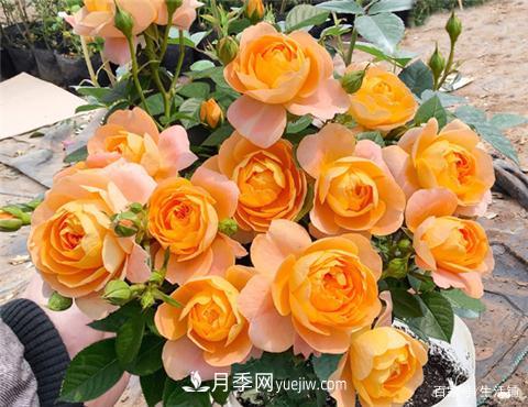 “***貴”的月季花，花朵大，顏色鮮艷，花香宜人(圖3)