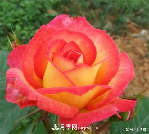 “***貴”的月季花，花朵大，顏色鮮艷，花香宜人(圖5)