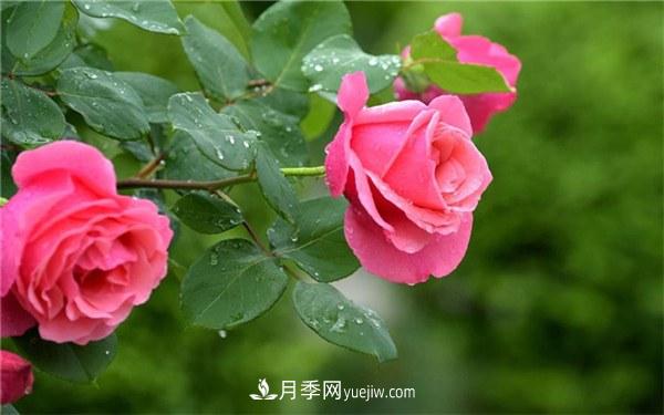盆栽月季的養(yǎng)殖和養(yǎng)護方法(圖2)