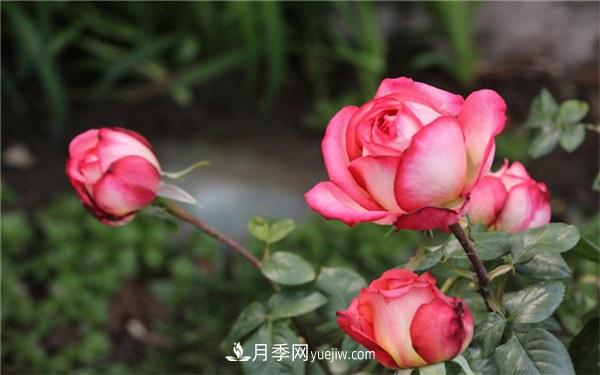 盆栽月季的養(yǎng)殖和養(yǎng)護方法(圖1)