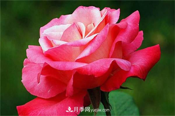 月季花的養(yǎng)殖方法，如何達(dá)到爆盆？(圖1)