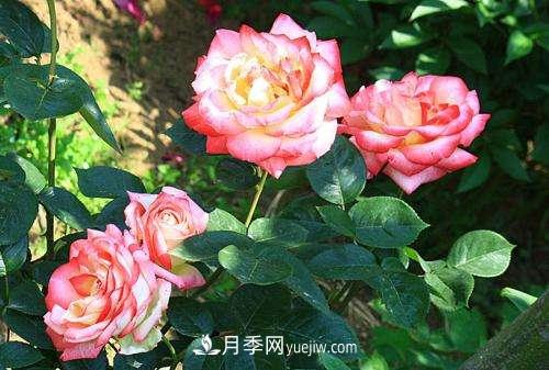 月季為什么老是黑桿？月季長蟲怎么辦？(圖1)