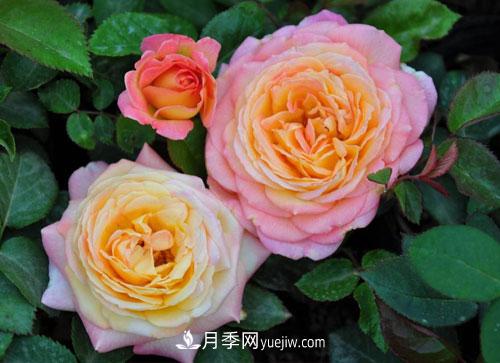 大花月季的施肥管理要點(diǎn)是什么？(圖1)