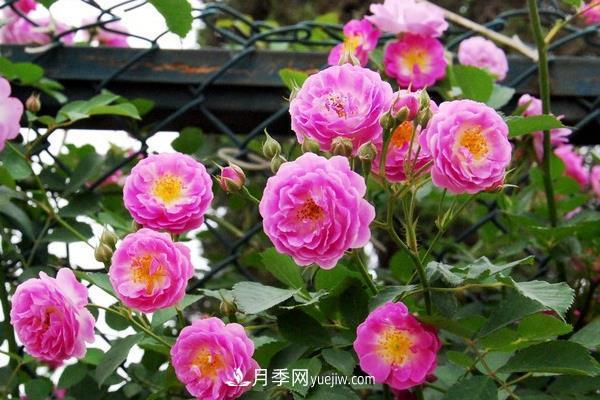 地被月季的養(yǎng)殖要點，地被月季病蟲害防治？(圖1)