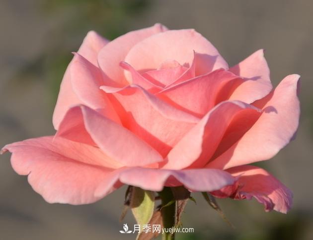 月季花的栽培技術(shù)和***佳種植時(shí)間？(圖2)
