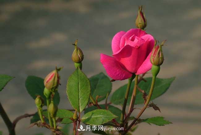 月季花的栽培技術(shù)和***佳種植時(shí)間？(圖1)