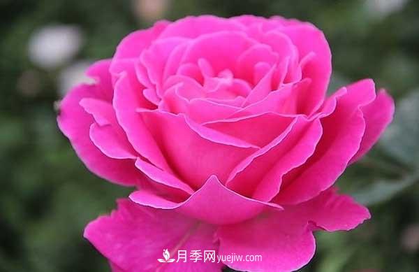 月季花的栽培技術(shù)和***佳種植時(shí)間？(圖3)