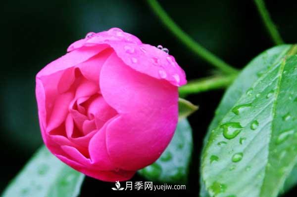 月季花的栽培技術(shù)和***佳種植時(shí)間？(圖4)