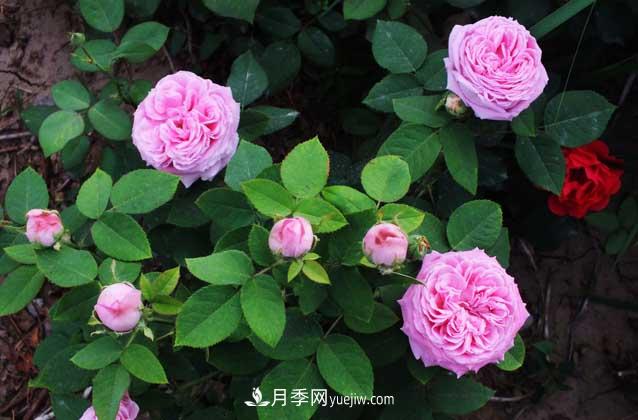 月季花什么時候開花？什么時候播種？(圖1)