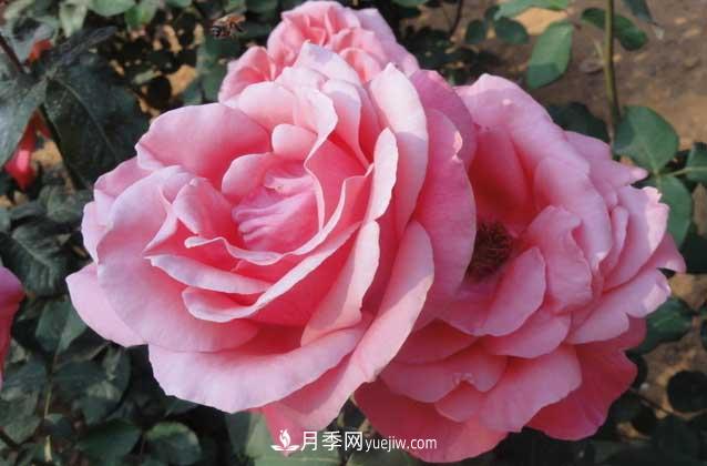 月季花什么時候開花？什么時候播種？(圖2)