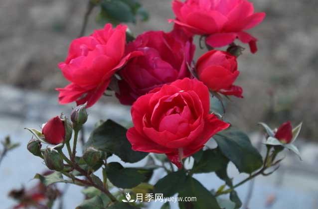 月季花什么時候開花？什么時候播種？(圖3)